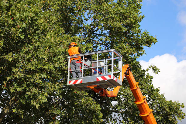 Best Tree Removal  in South Pekin, IL